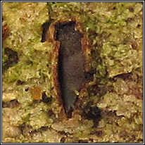 Propolomyces versicolor