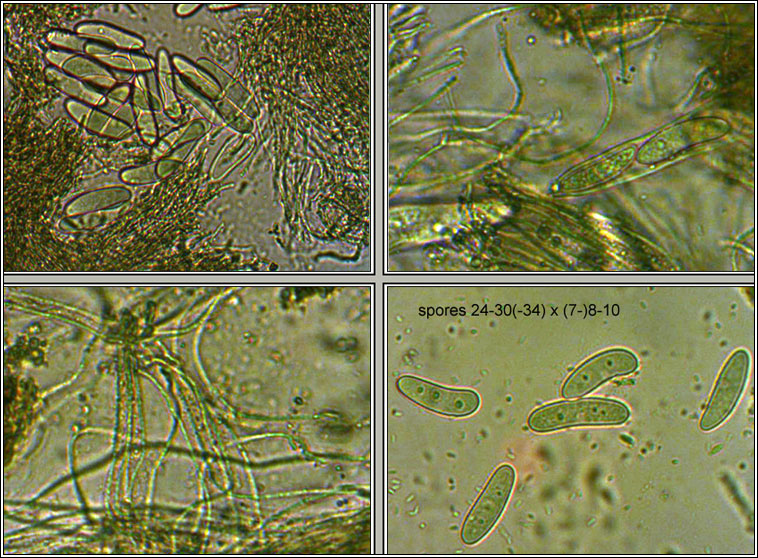 Propolomyces versicolor