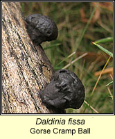 Daldinia fissa, Gorse Cramp Ball