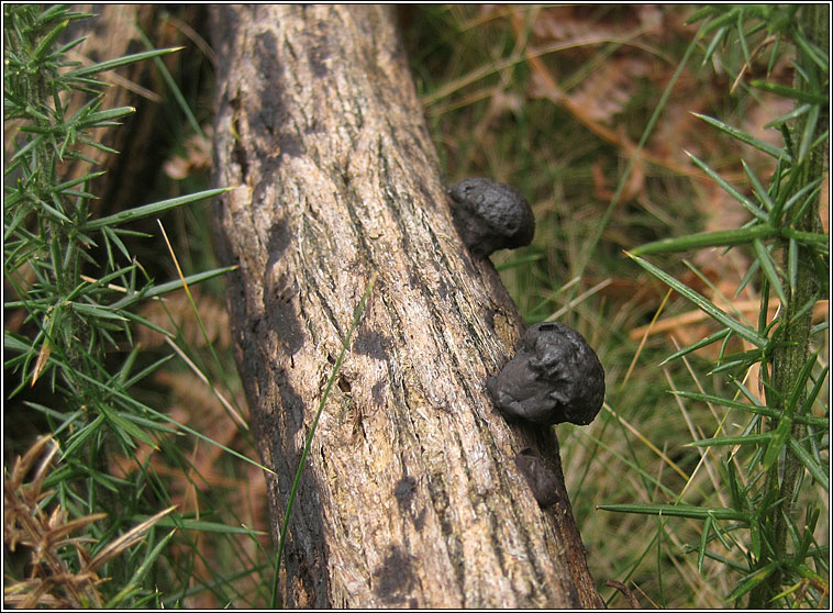 Daldinia fissa, Gorse Cramp Ball