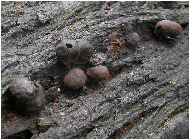 Daldinia fissa, Gorse Cramp Ball