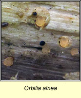 Orbilia alnea