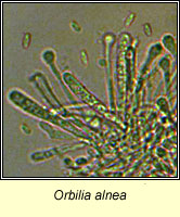 Orbilia alnea