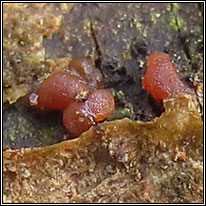 Ascocoryne sarcoides, Purple Jellydisc