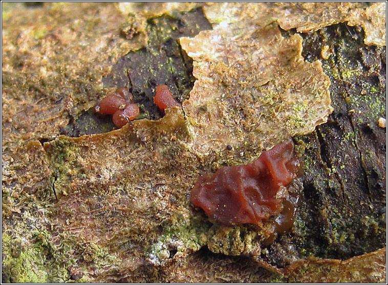 Ascocoryne sarcoides, Purple Jellydisc