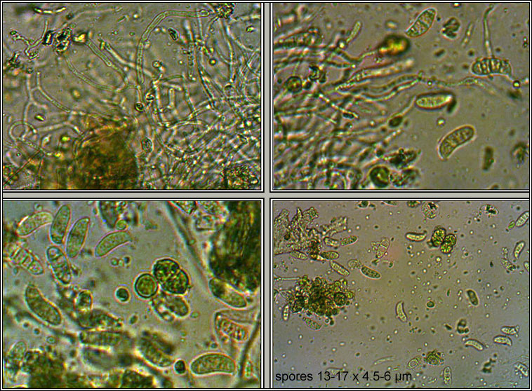 Ascocoryne sarcoides, Purple Jellydisc