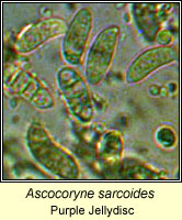 Ascocoryne sarcoides