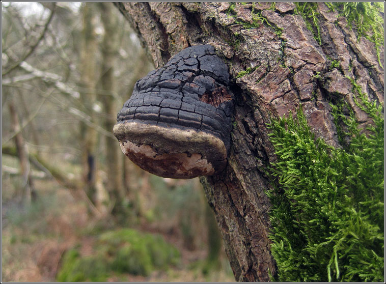 Phellinus igniarius, Willow Bracket