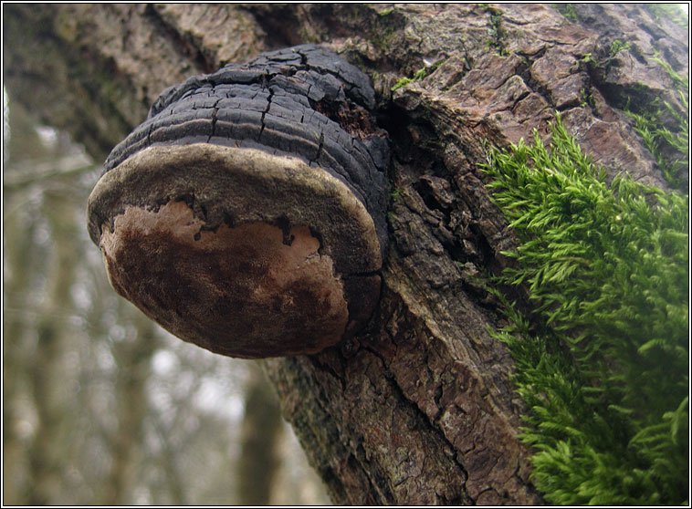 Phellinus igniarius, Willow Bracket