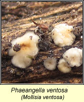 Phaeangella ventosa, Mollisia ventosa