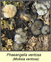 Phaeangella ventosa, Mollisia ventosa