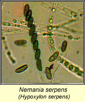 Nemania serpens, Hypoxylon serpens