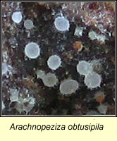 Arachnopeziza obtusipila