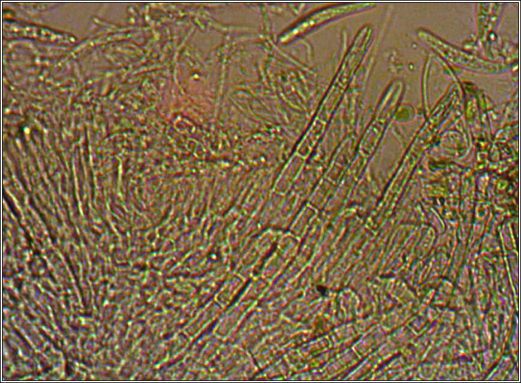 Arachnopeziza obtusipila
