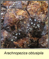 Arachnopeziza obtusipila