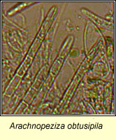 Arachnopeziza obtusipila