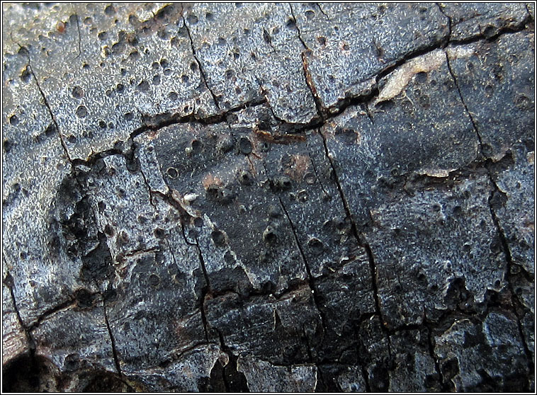 Sphaeropsis sapinea
