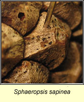 Sphaeropsis sapinea