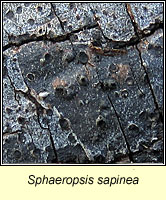 Sphaeropsis sapinea