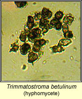 Trimmatostroma betulinum