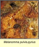 Melanomma pulvis-pyrius