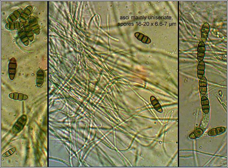 Melanomma pulvis-pyrius