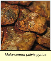 Melanomma pulvis pyrius