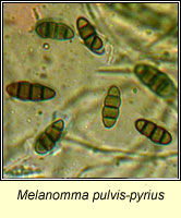 Melanomma pulvis pyrius