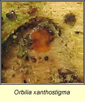 Orbilia xanthostigma