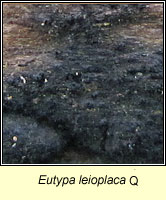 Eutypa leioplaca