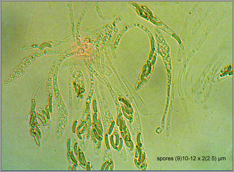 Eutypa leioplaca