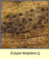 Eutypa leioplaca