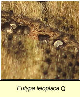 Eutypa leioplaca