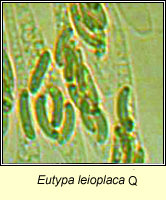 Eutypa leioplaca