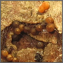 Nectria pseudopeziza