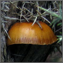 Flammulina velutipes var velutipes, Velvet Shank