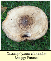 Chlorophyllum rhacodes, Shaggy Parasol