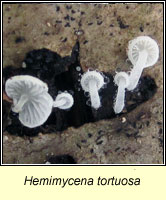 Hemimycena tortuosa