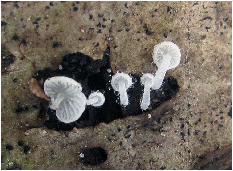 Hemimycena tortuosa