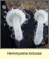 Hemimycena tortuosa