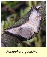 Peniophora quercina