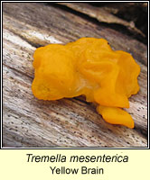 Tremella mesenterica