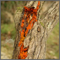 Tremella mesenterica, Yellow Brain