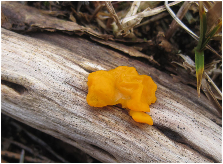 Tremella mesenterica, Yellow Brain