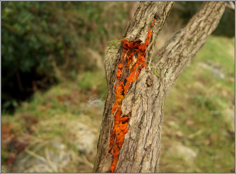 Tremella mesenterica, Yellow Brain