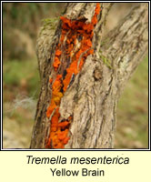 Tremella mesenterica