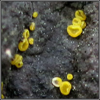 Bisporella sulfurina