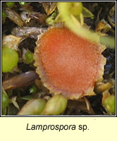 Lamprospora polytrichi