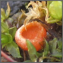 Lamprospora sp