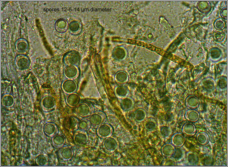 Lamprospora sp